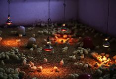 Свет в курятнике над цыплятами